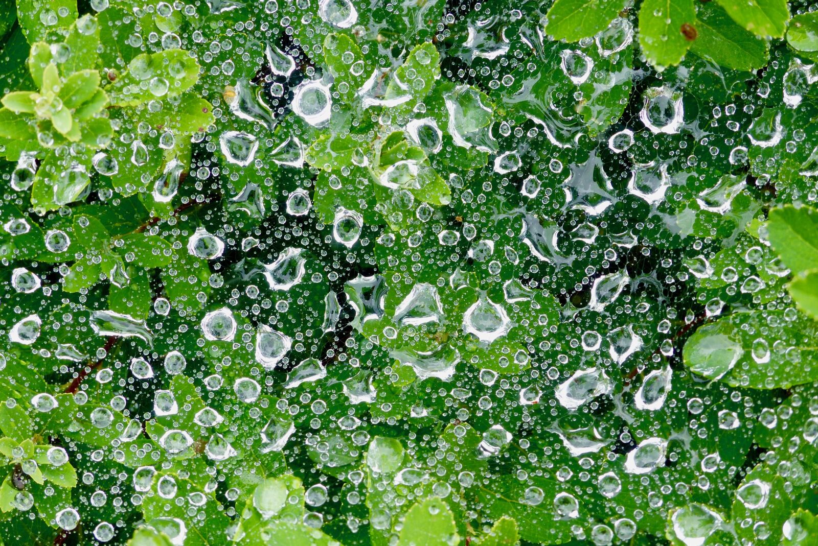 Panasonic Lumix DMC-FZ200 sample photo. Drop of water, moisture photography