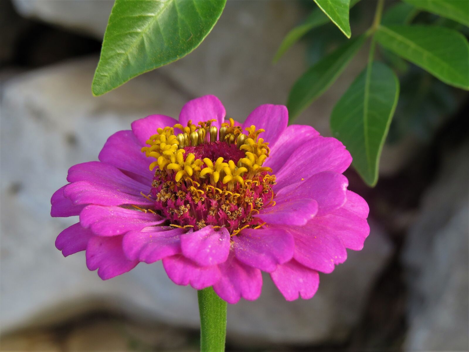 Canon PowerShot SX50 HS sample photo. Flower, pink, yellow photography