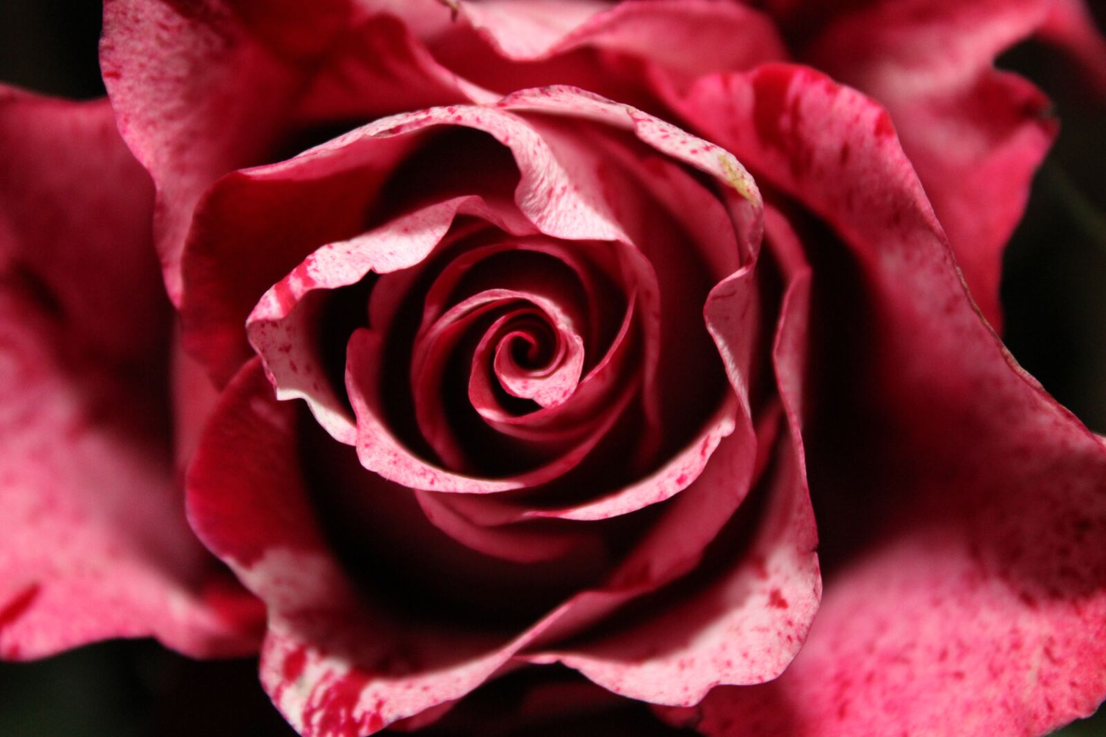Canon EOS 500D (EOS Rebel T1i / EOS Kiss X3) sample photo. Rose, flower, petal photography