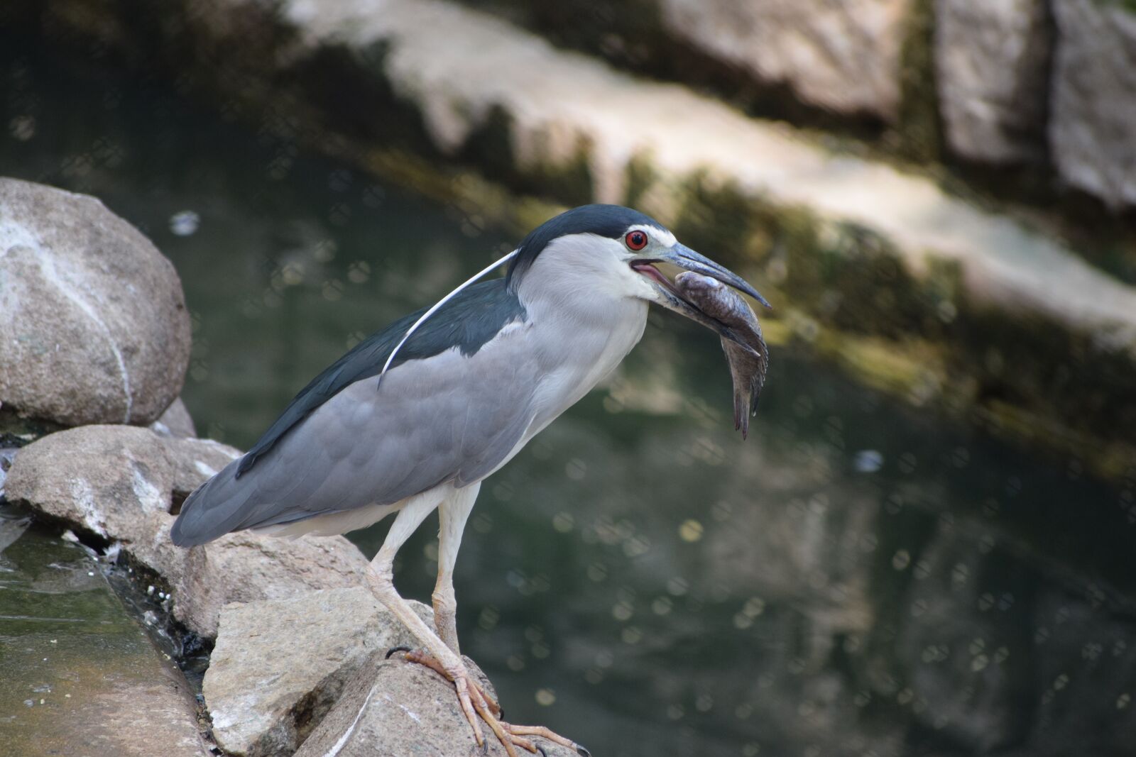 Nikon D3300 sample photo. Bannerghatta biological park, fish photography