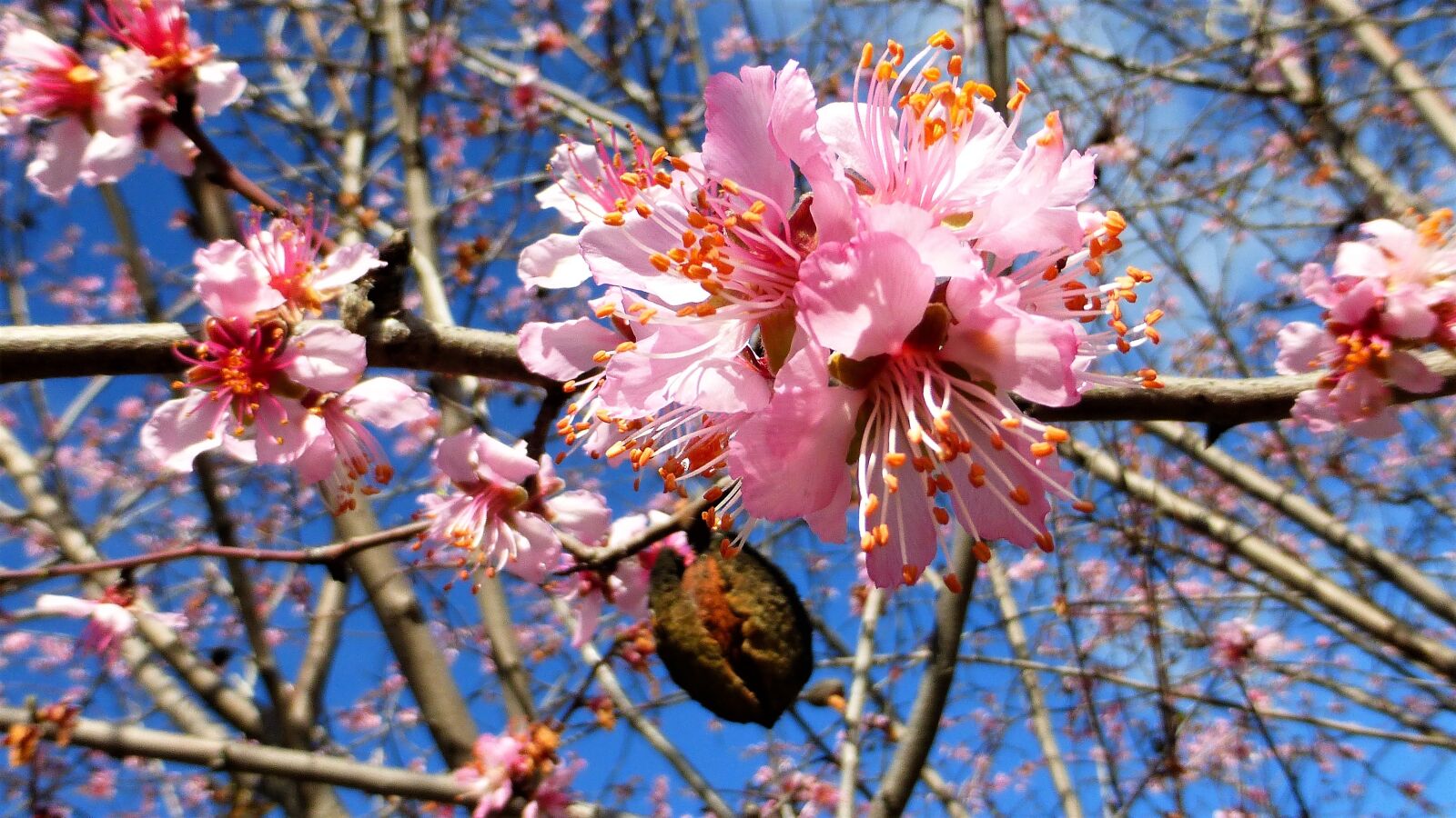 Panasonic Lumix DMC-ZS25 (Lumix DMC-TZ35) sample photo. Plant, tree, almond tree photography