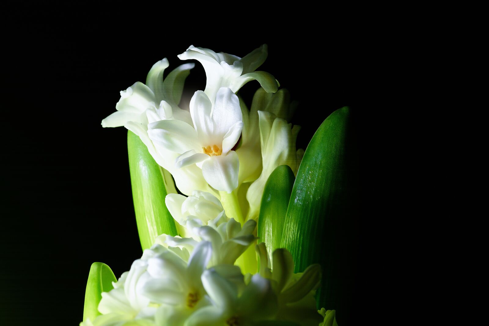 Nikon D7200 sample photo. Hyacinth, blossom, bloom photography
