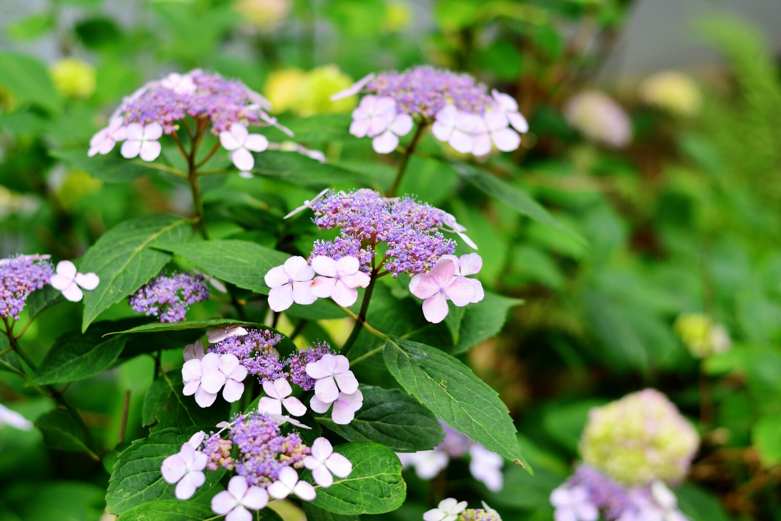 Nikon D5200 sample photo. Hydrangea, plate hydrangea, flowers photography
