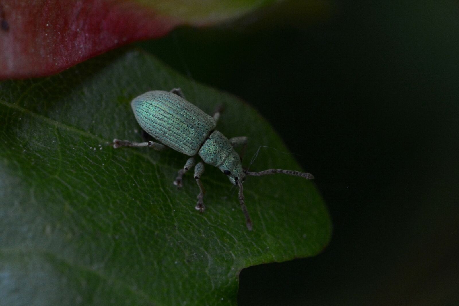 Nikon D5200 sample photo. Beetle, insect, green photography