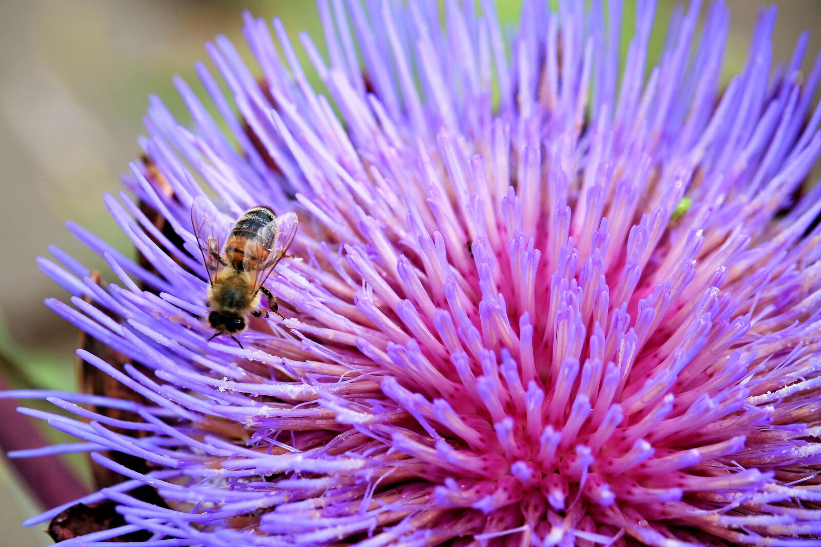 Canon EF-S 55-250mm F4-5.6 IS STM sample photo. Artichokenblüte, blossom, bloom photography