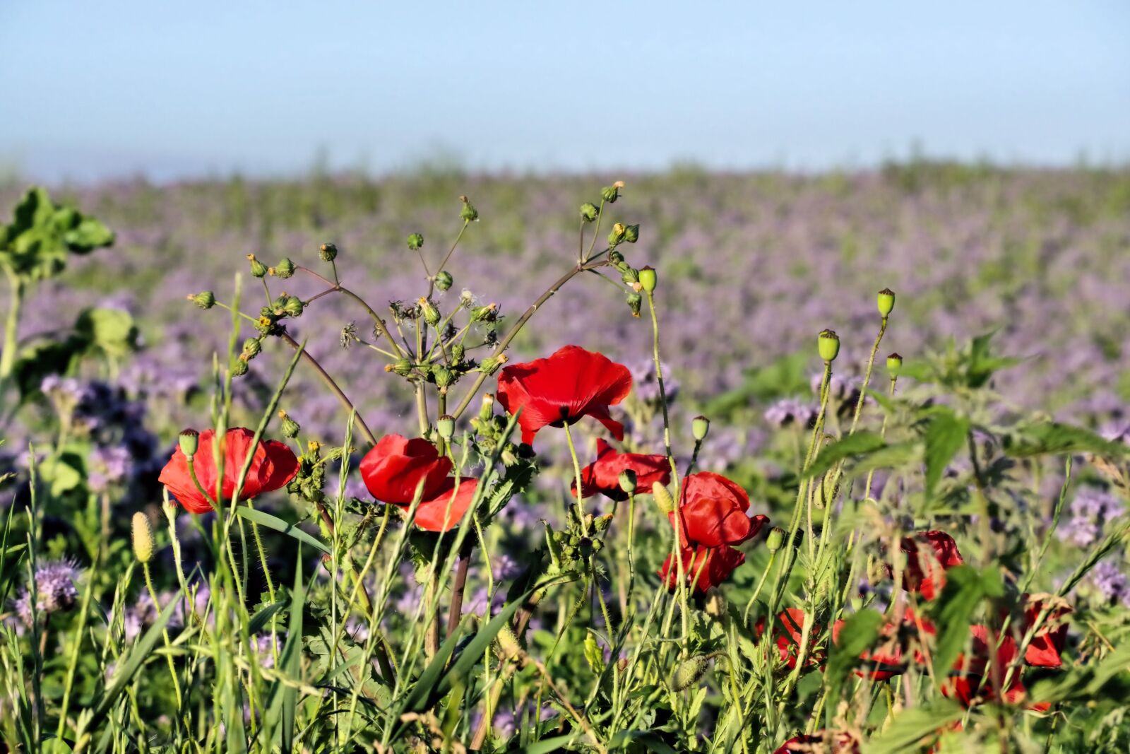 Pentax K-70 sample photo. Poppy, phacelia, nature photography