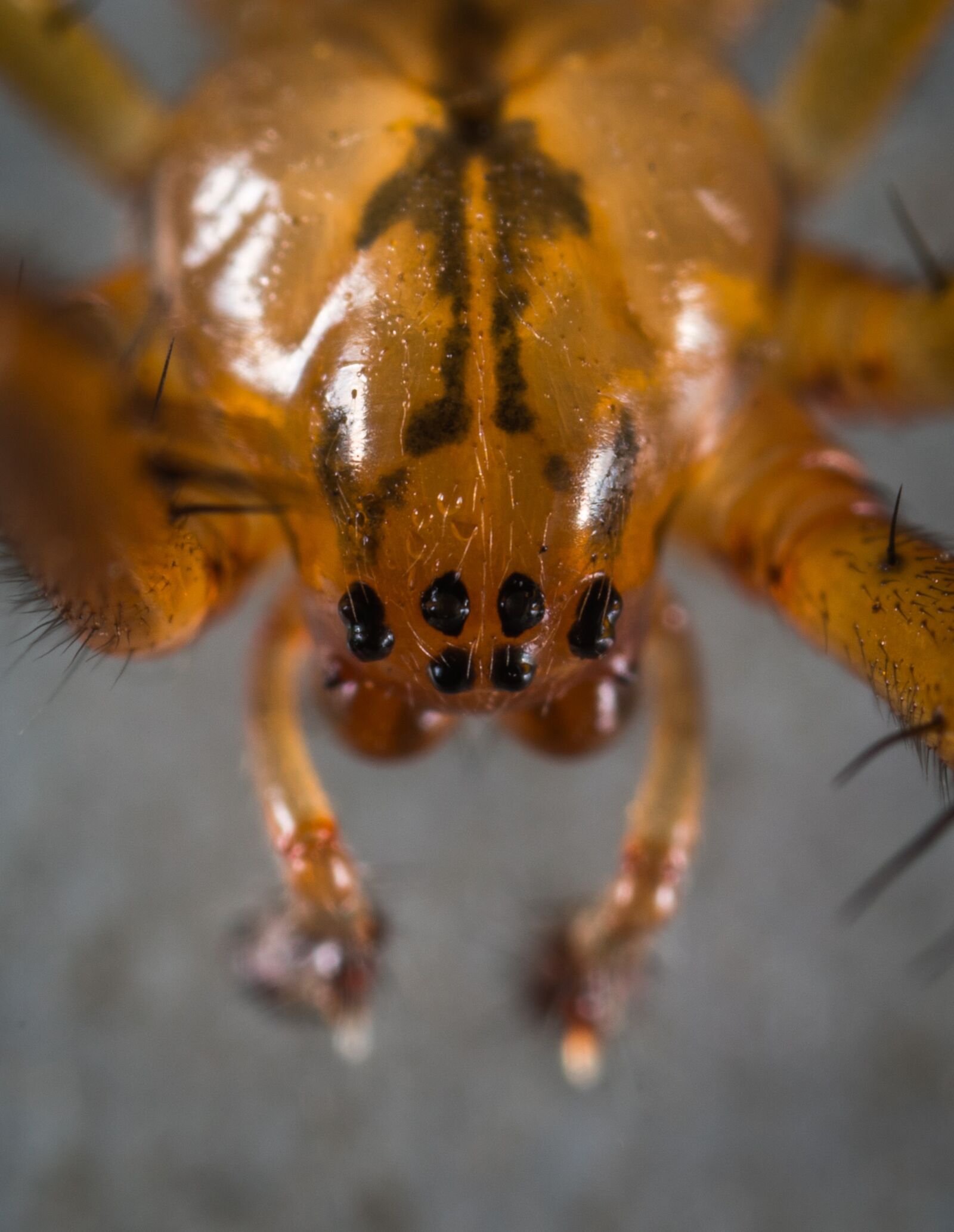 #124 65/2.8 sample photo. Arachnids, portrait, spider photography