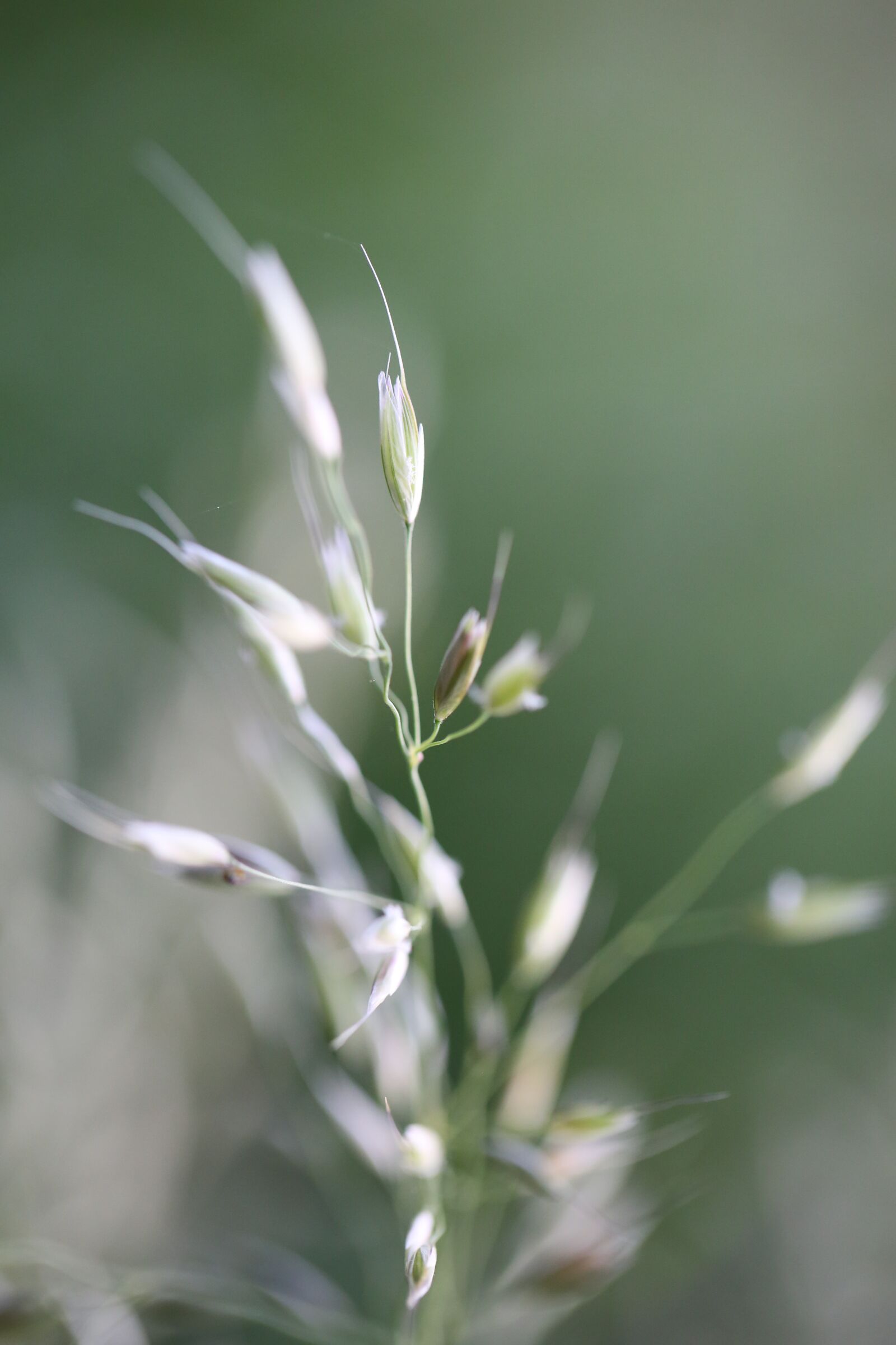 Canon EF 100mm F2.8L Macro IS USM sample photo. Grass, halm, close up photography