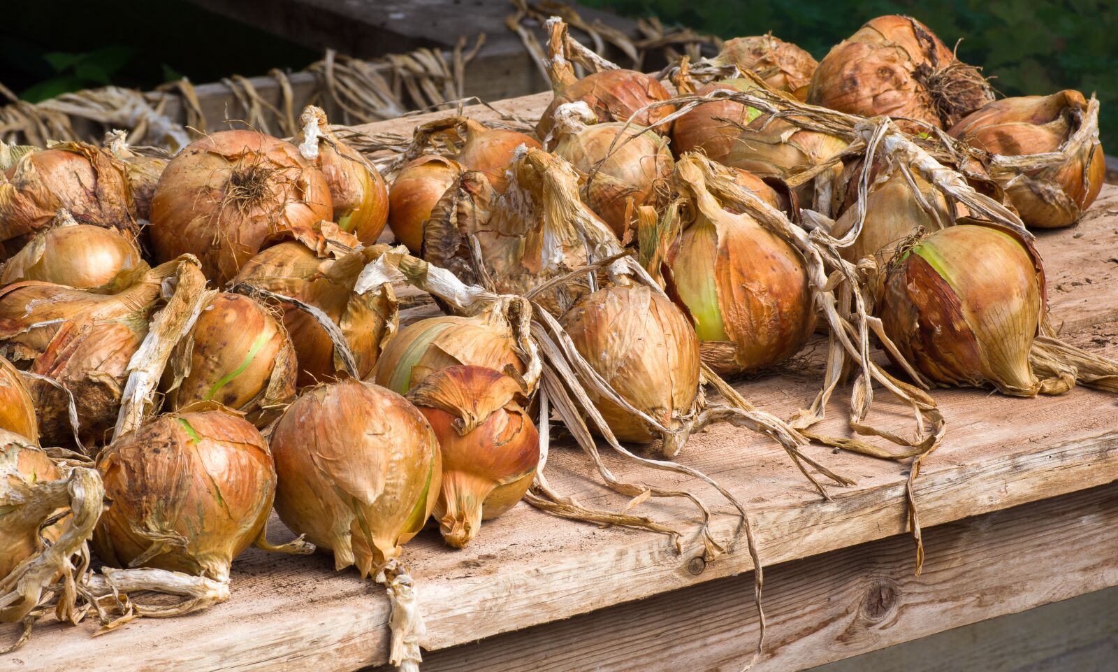 Pentax K-70 + Tamron SP AF 90mm F2.8 Di Macro sample photo. Onions, vegetables, food photography