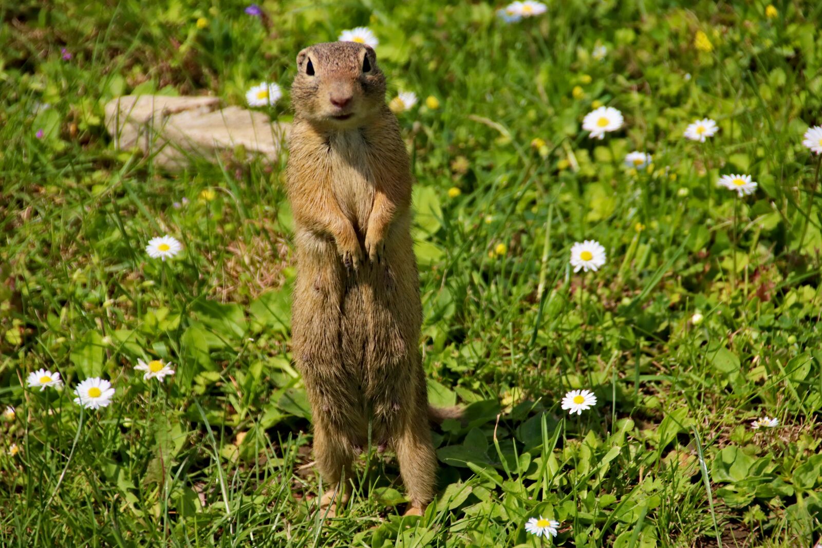 Canon EOS 77D (EOS 9000D / EOS 770D) sample photo. Gopher, the european, rodent photography