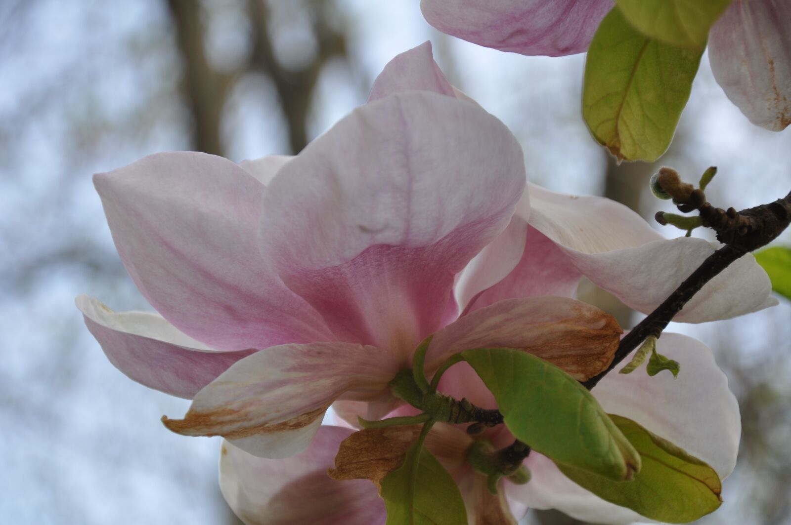 Nikon D90 sample photo. Flower, acacia, spring photography