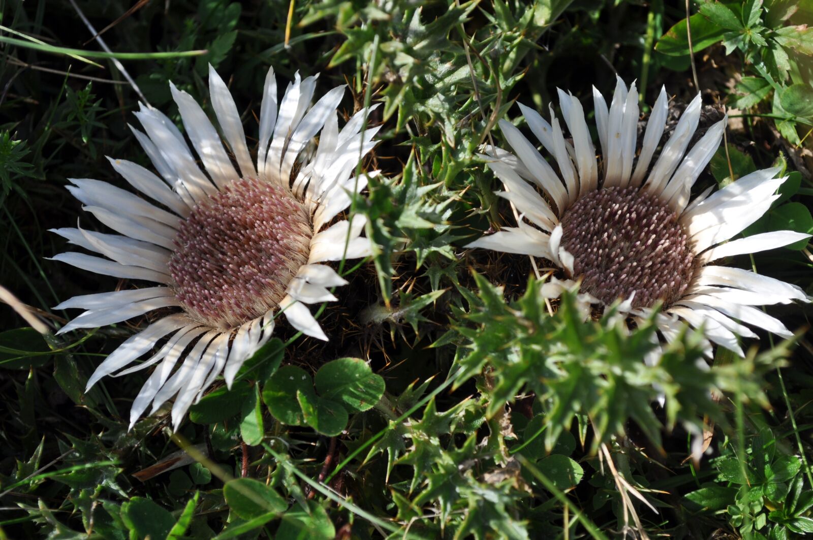 Nikon D5000 sample photo. Flowers, thistle, flower photography