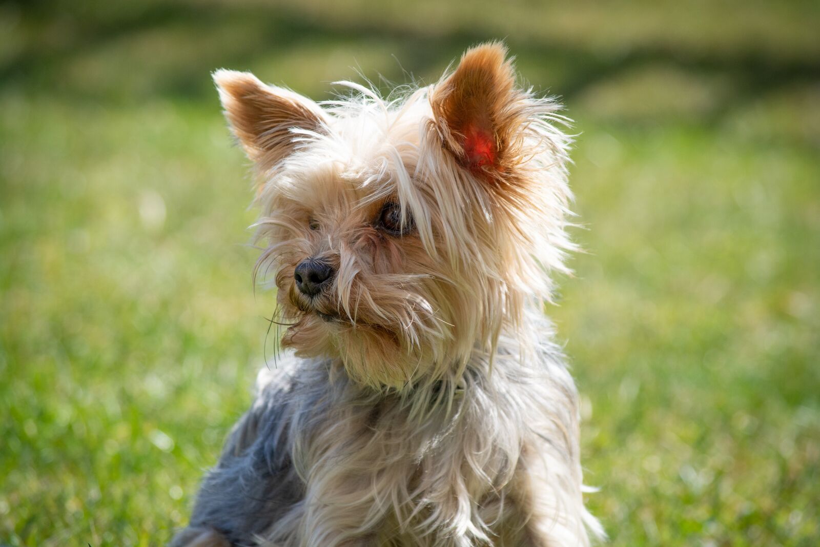 Nikon D7100 sample photo. Dog, yorkie, yorkshire terrier photography