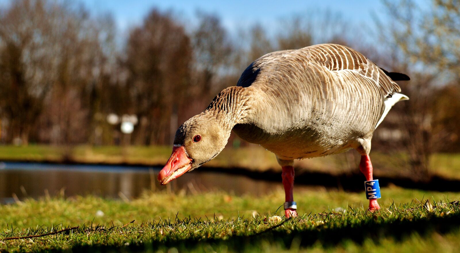 Nikon D3200 sample photo. Goose, water bird, animal photography