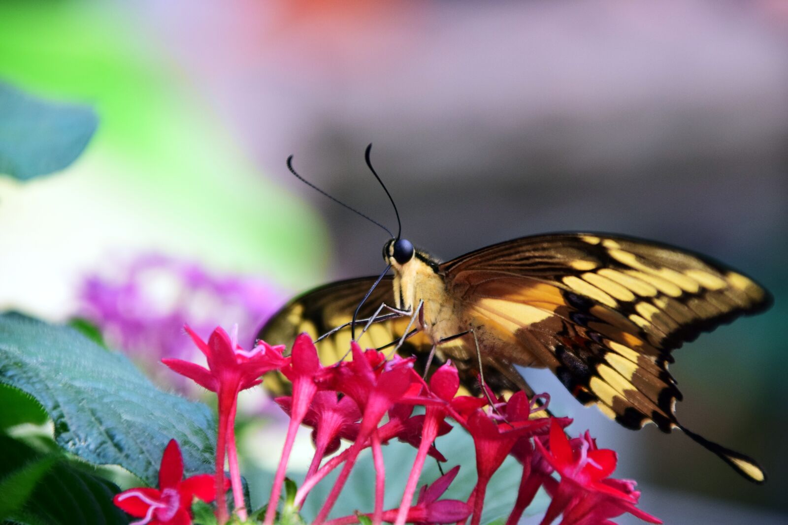 Nikon D3300 sample photo. Dovetail, papilio machaon, butterfly photography
