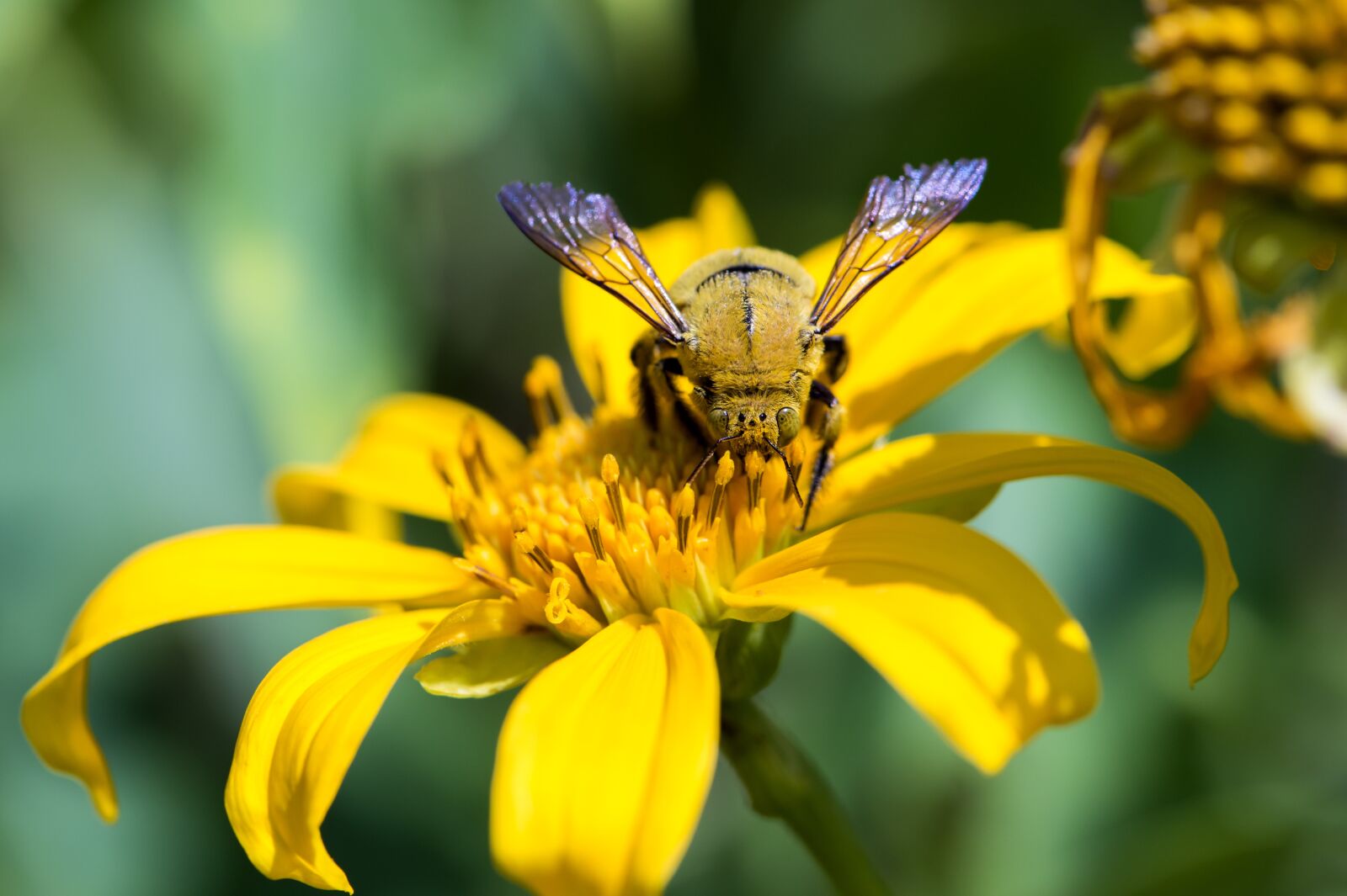 Nikon D4S sample photo. Macro, african bush flower photography