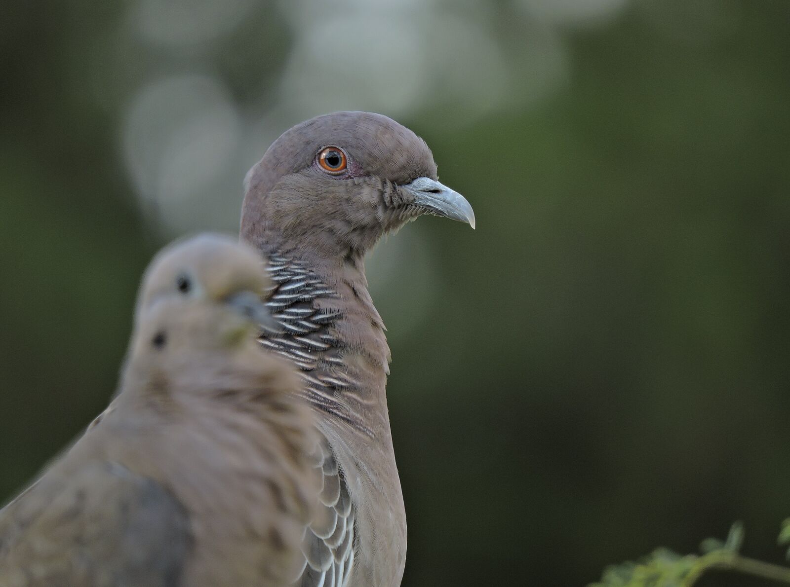 Nikon Coolpix P600 sample photo. Bird, dove, nature photography