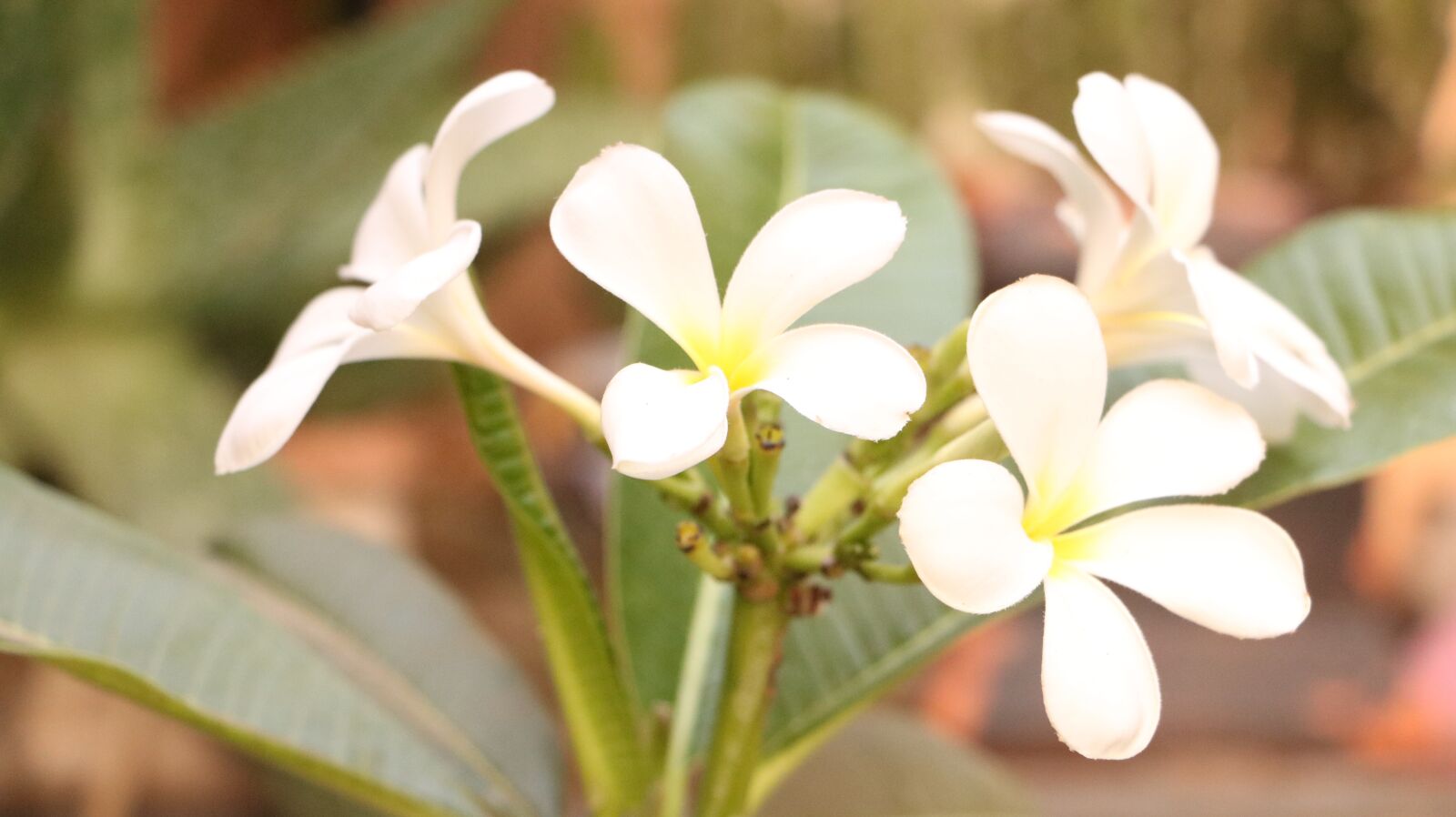 Canon EOS 750D (EOS Rebel T6i / EOS Kiss X8i) sample photo. Flowers, garden, plant photography