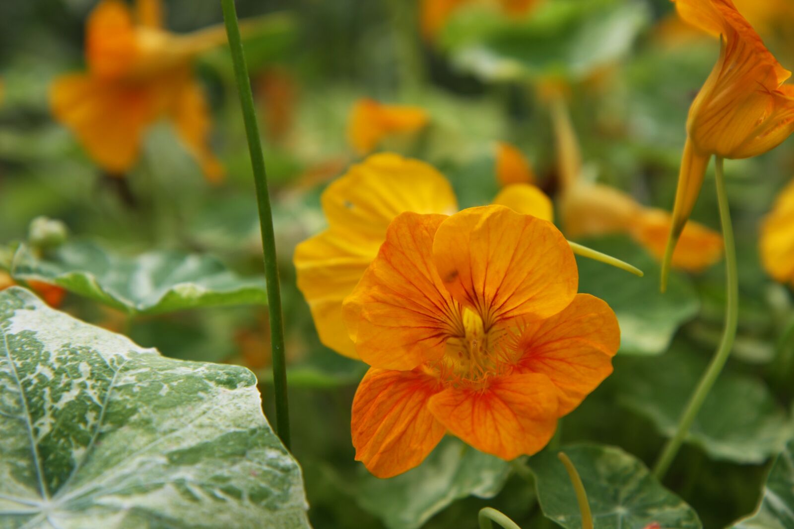 Canon EOS 40D sample photo. Flower, edible, blossom photography