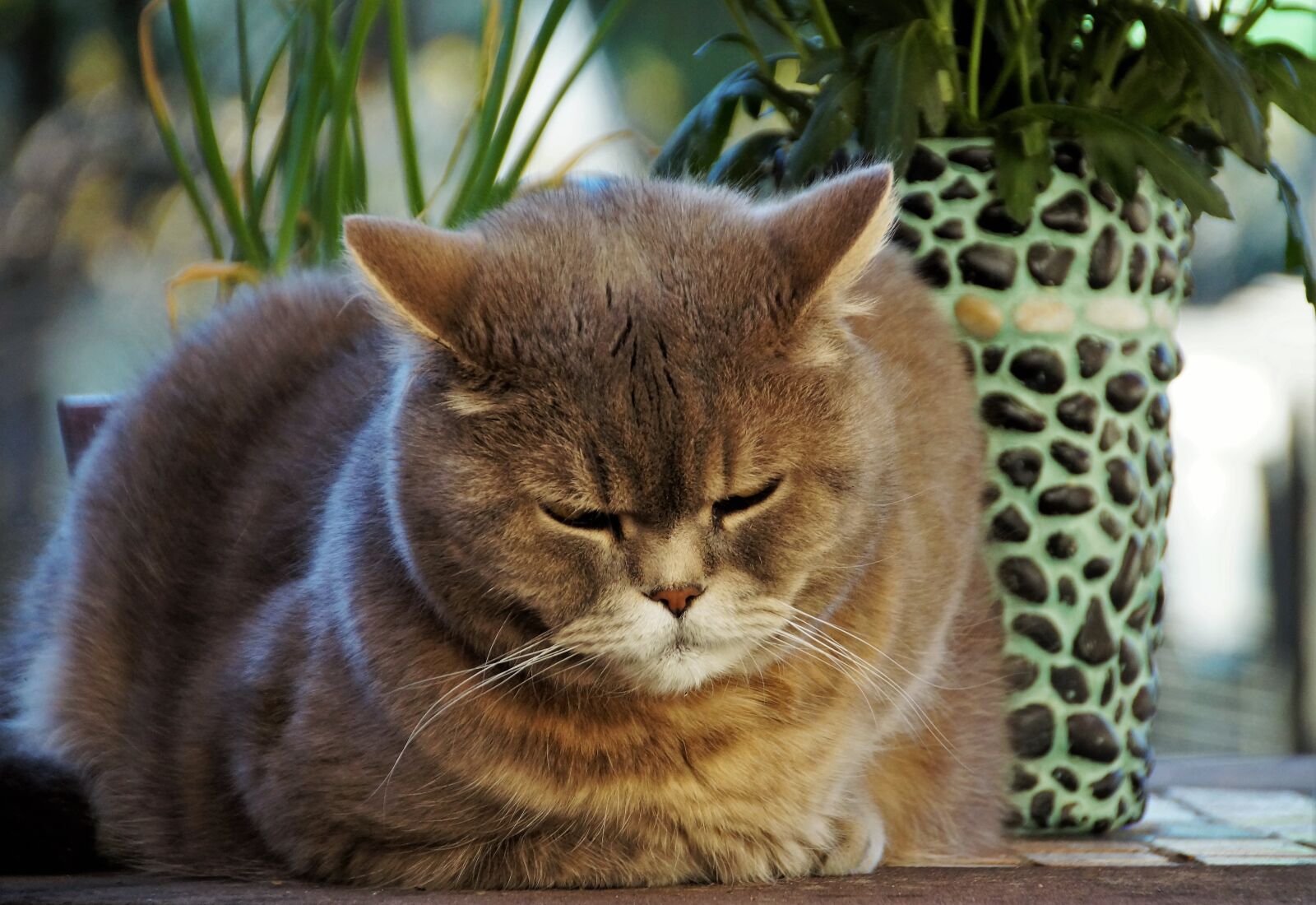 Sony SLT-A58 sample photo. Cat, british, blue photography
