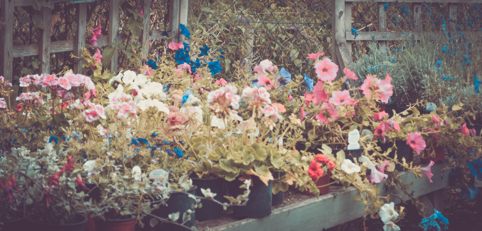 Nikon D3200 sample photo. Beautiful, flowers, bed, of photography