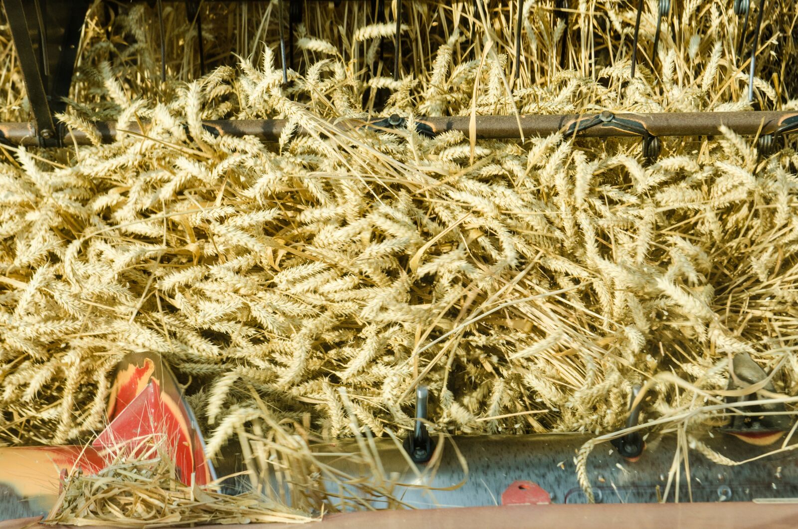 Nikon D7000 sample photo. Harvest, crops, agriculture photography