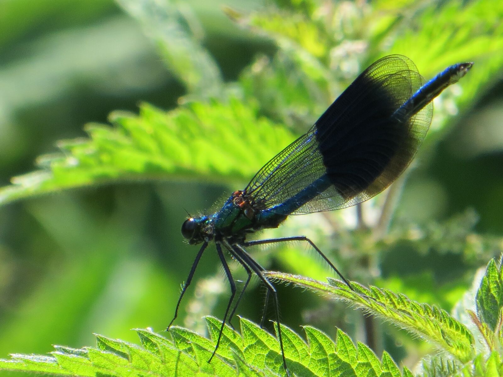 Canon PowerShot SX260 HS sample photo. Damselfly, nature, insect photography
