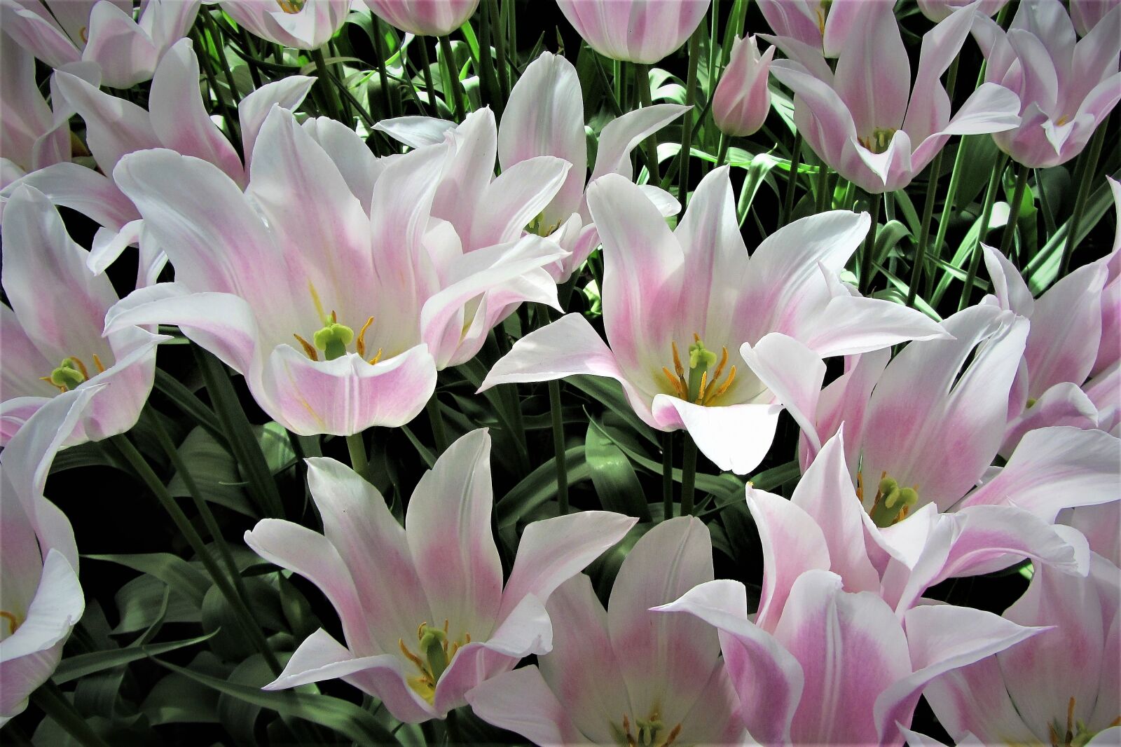Canon PowerShot SX220 HS sample photo. Tulips, keukenhof, holland photography