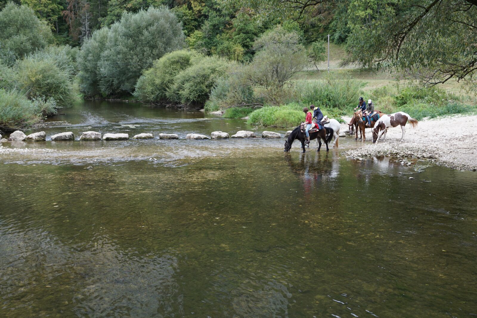 Sony ILCA-77M2 sample photo. Horses, danube, water photography