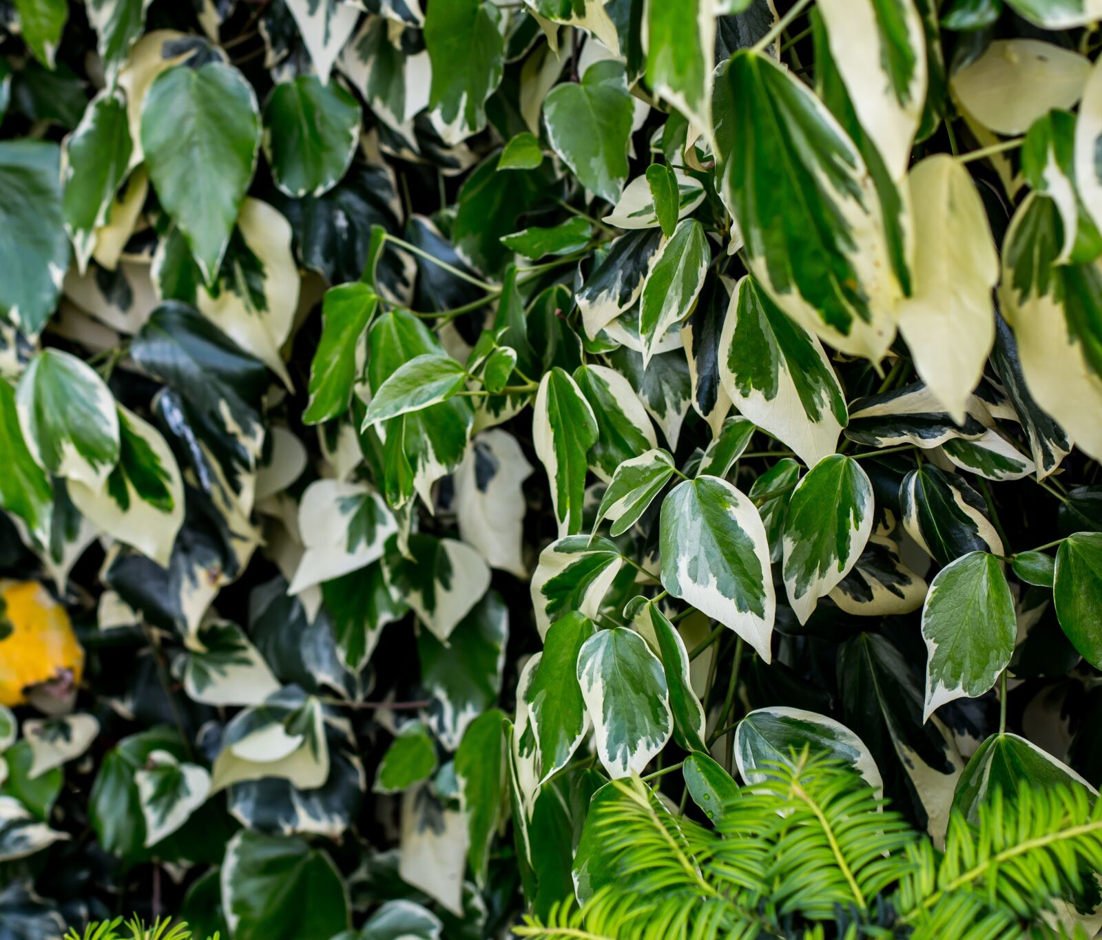 Canon EOS 70D + Canon EF 50mm F1.4 USM sample photo. Bush, green, nature photography