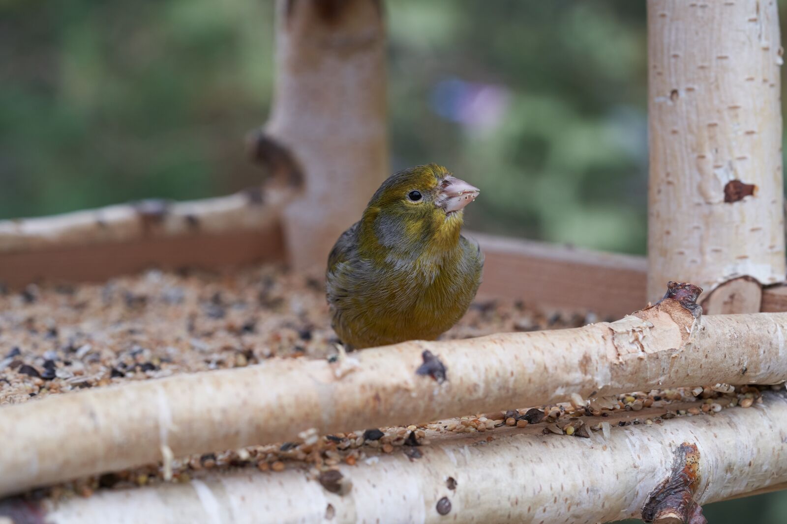 Sony FE 90mm F2.8 Macro G OSS sample photo. Bird, eat, treehouse photography