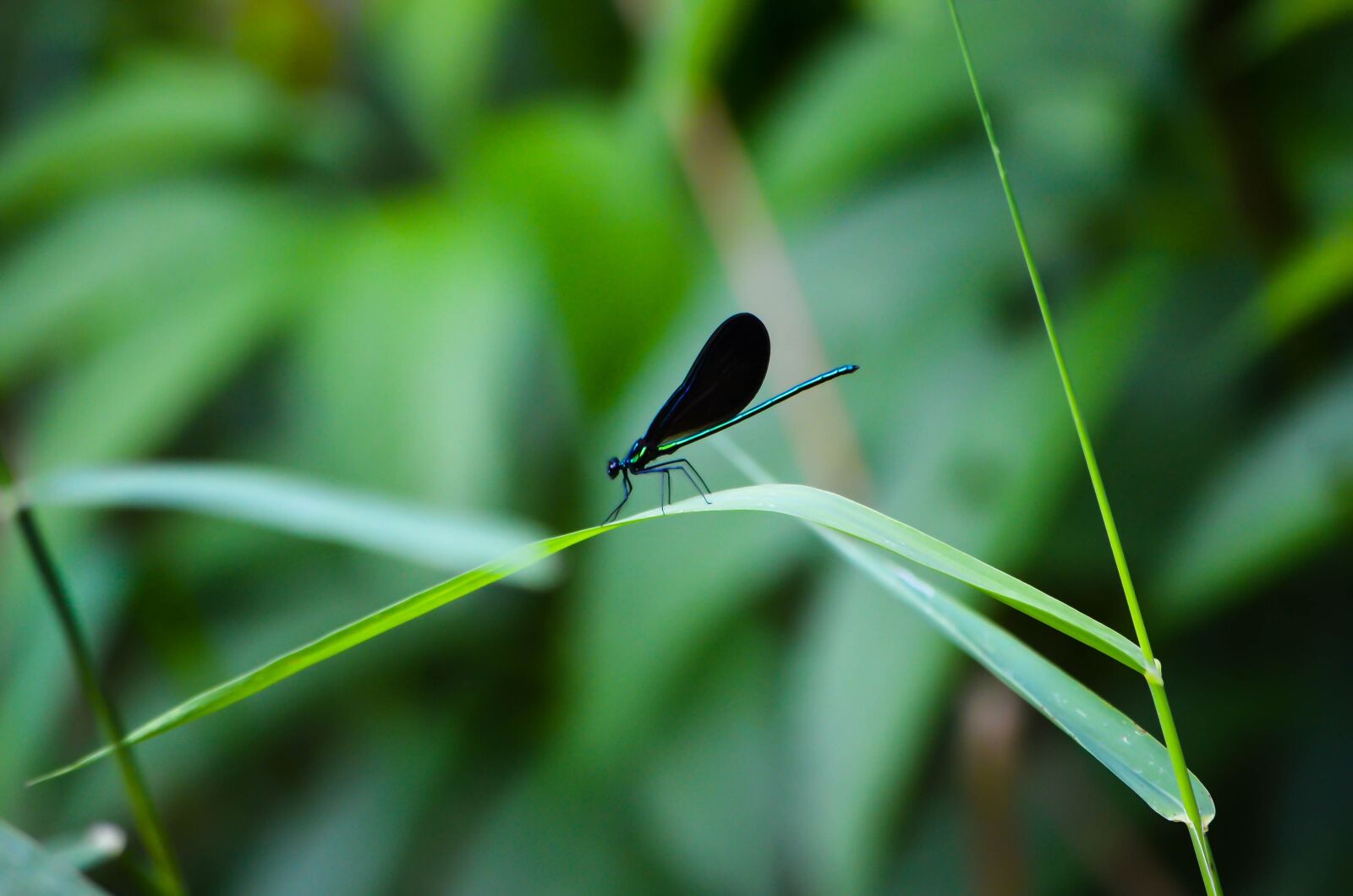 Nikon D7000 sample photo. Dragonfly, bug, green photography