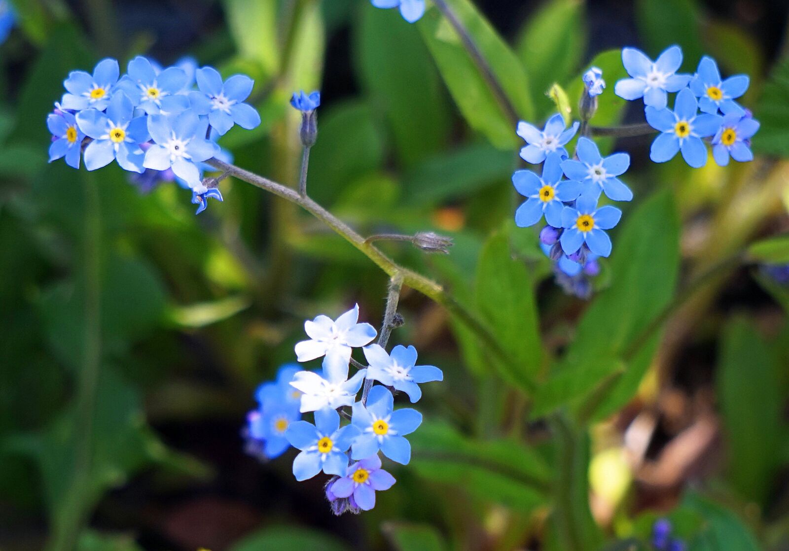 Sony Alpha a5000 (ILCE 5000) + Sony E 55-210mm F4.5-6.3 OSS sample photo. Forget me not, nature photography