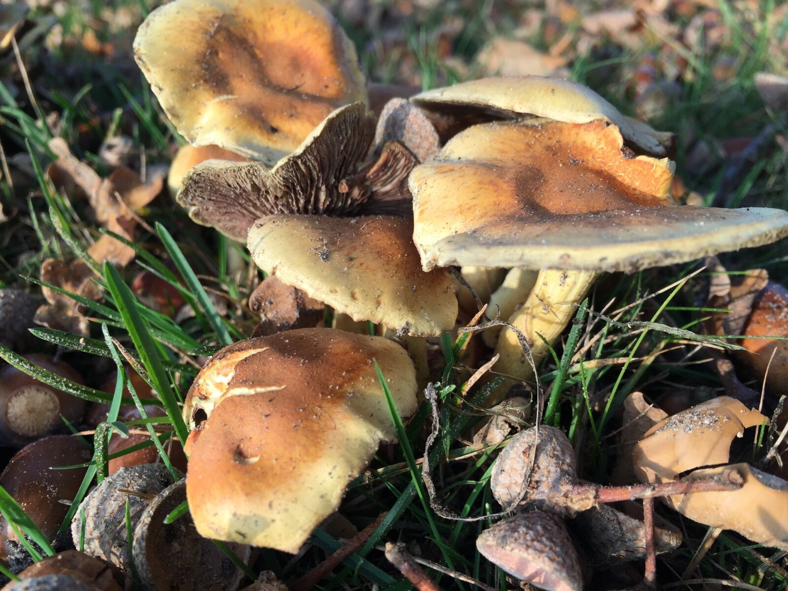 Apple iPhone 6 sample photo. Mushroom, autumn, nature photography
