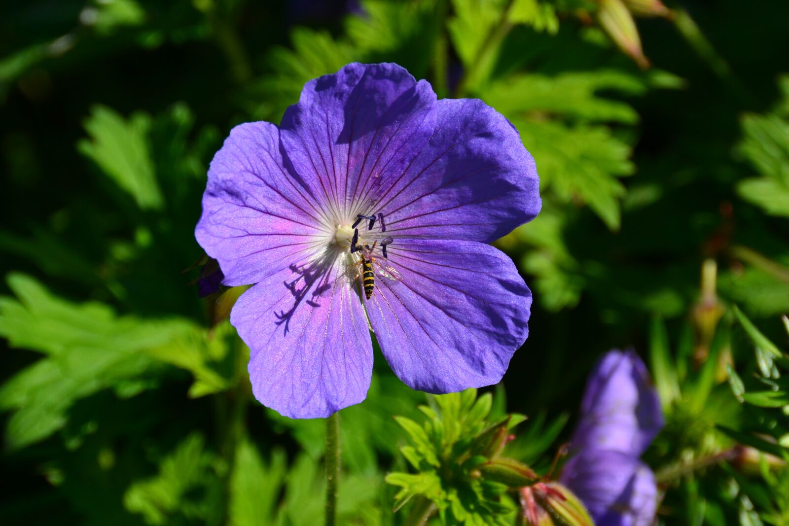 Nikon D3100 sample photo. Flower, wasp, blossom photography