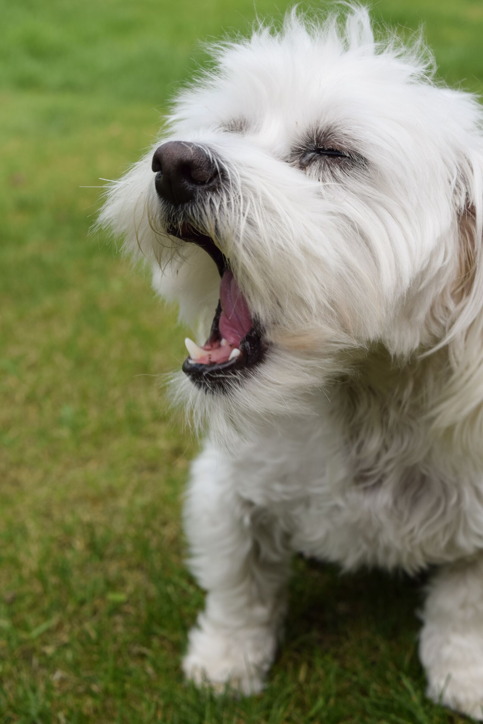 Nikon D5300 sample photo. Dog, cute, maltese photography