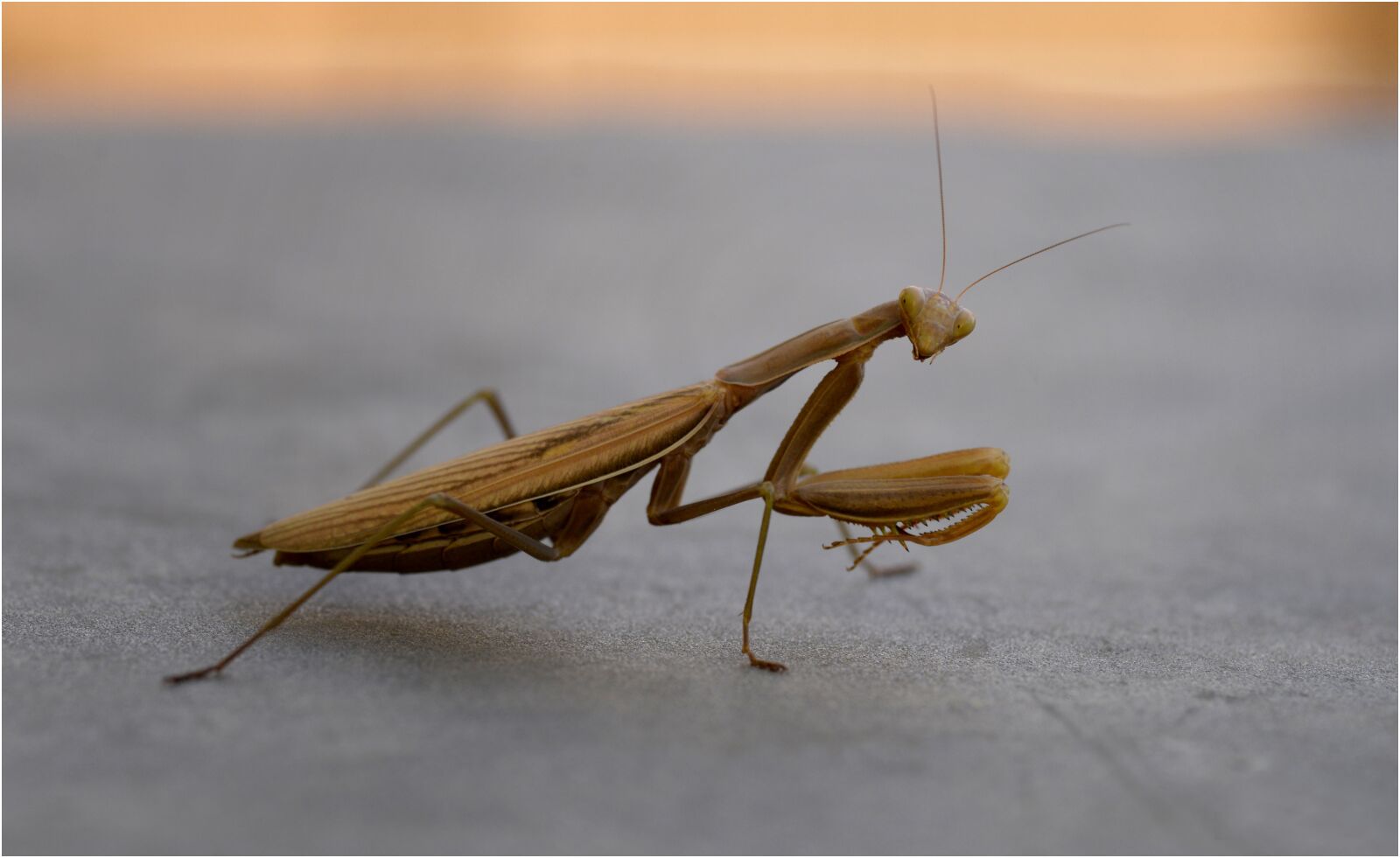 Nikon D610 sample photo. Mantis religiosa, nature, predator photography
