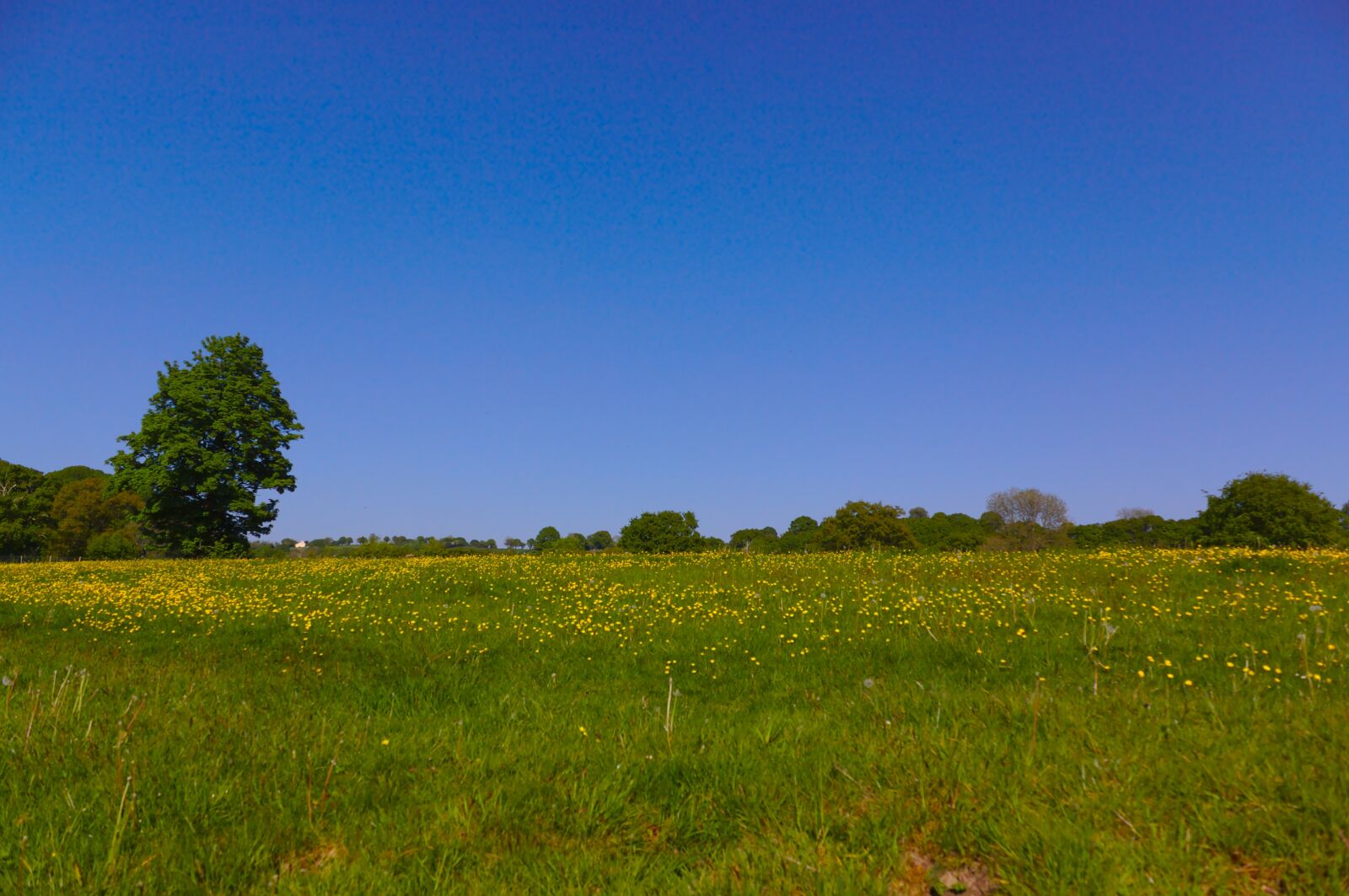 Canon EOS 50D sample photo. Field, yellow, flowers photography