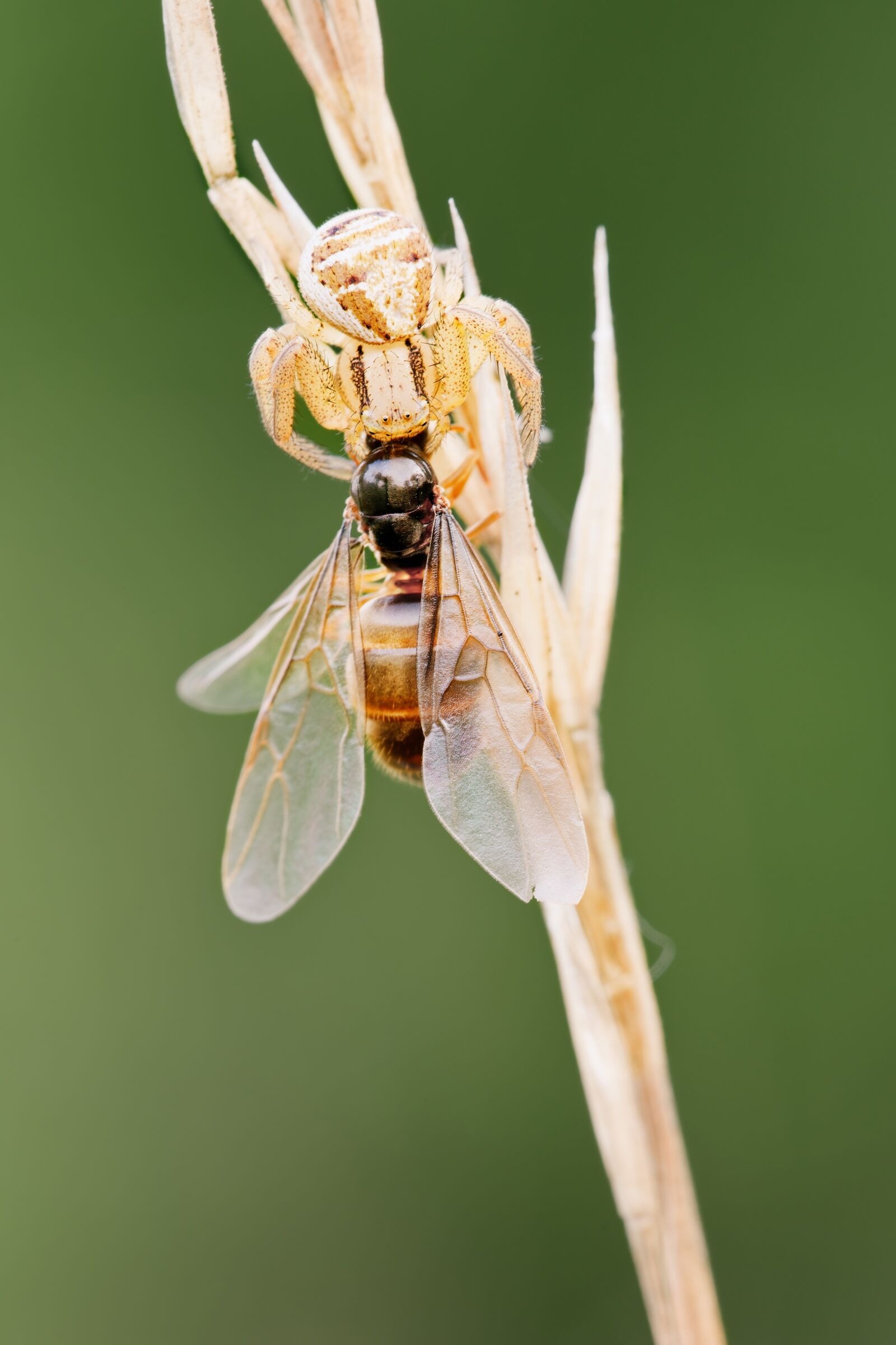 Nikon D750 sample photo. Crab spider with prey photography