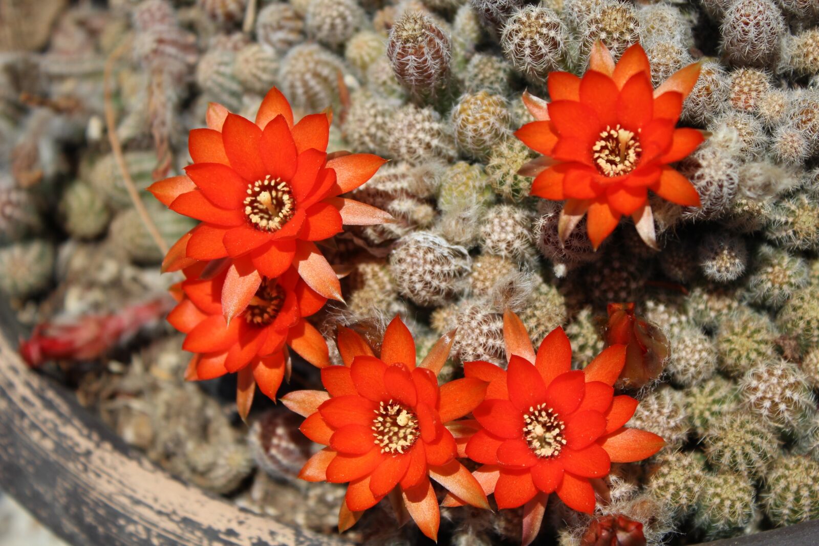 Canon EOS 600D (Rebel EOS T3i / EOS Kiss X5) sample photo. Cactus, flowers oranges, flowering photography