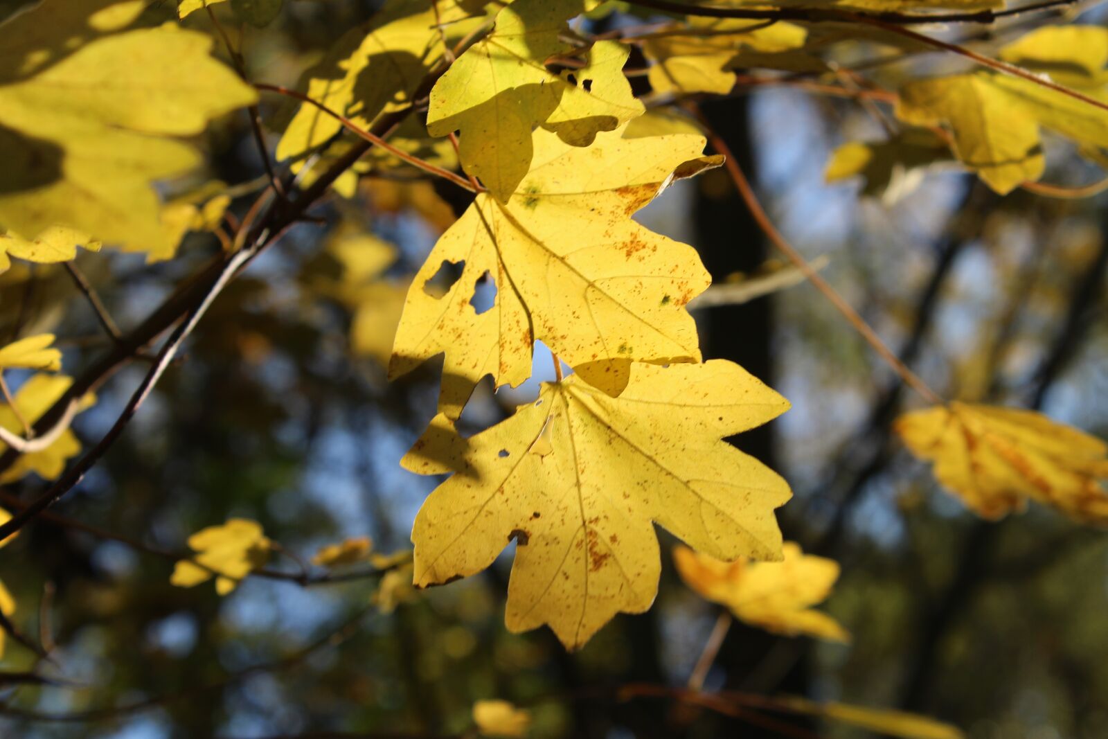 Canon EOS 600D (Rebel EOS T3i / EOS Kiss X5) sample photo. Leaves, autumn, tree photography