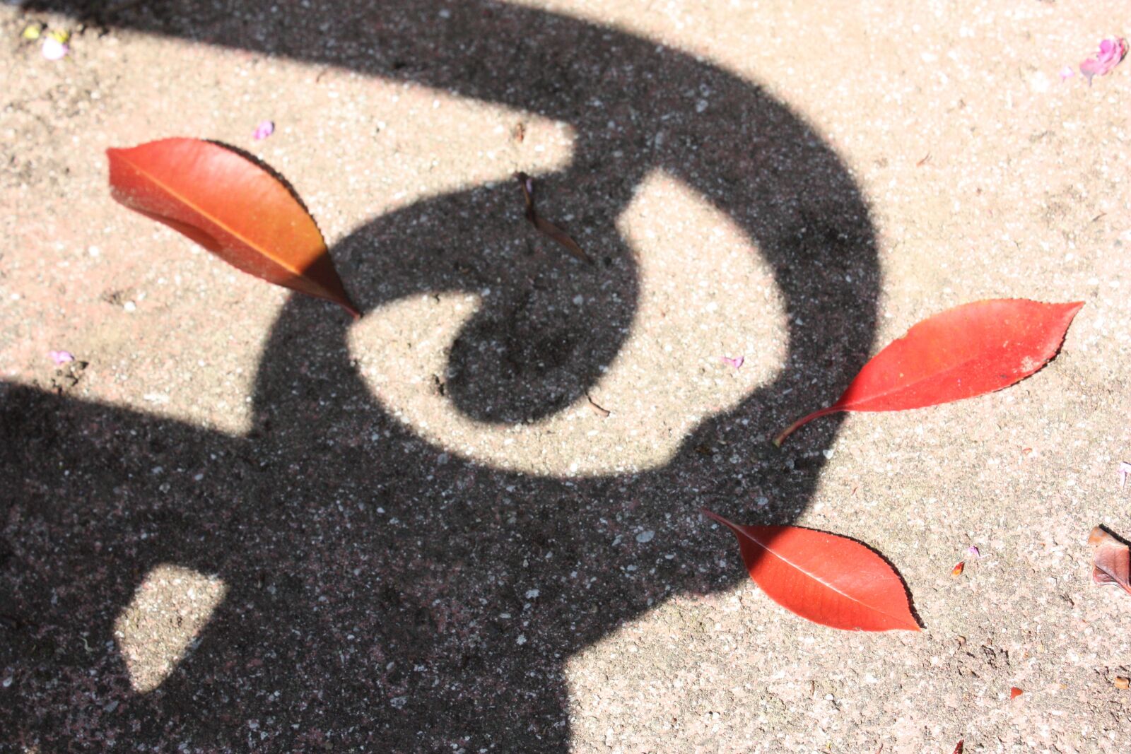 Canon EOS 450D (EOS Rebel XSi / EOS Kiss X2) sample photo. Leaves, shadow, red photography