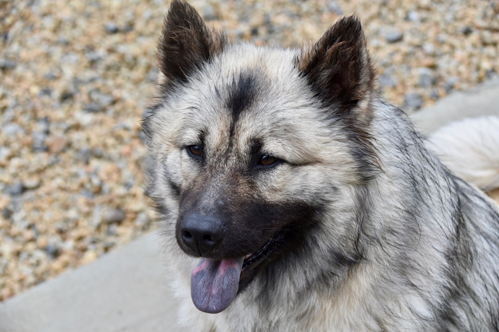 Nikon D5600 sample photo. Dog, dog eurasier, dog photography