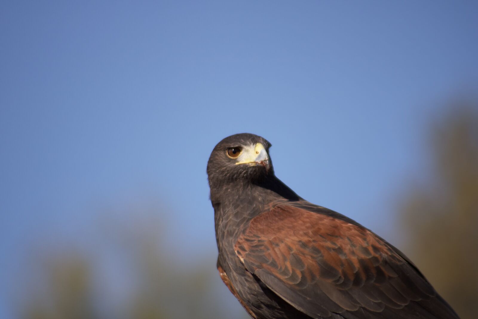 Canon EOS 750D (EOS Rebel T6i / EOS Kiss X8i) sample photo. Bird, avian, feather photography