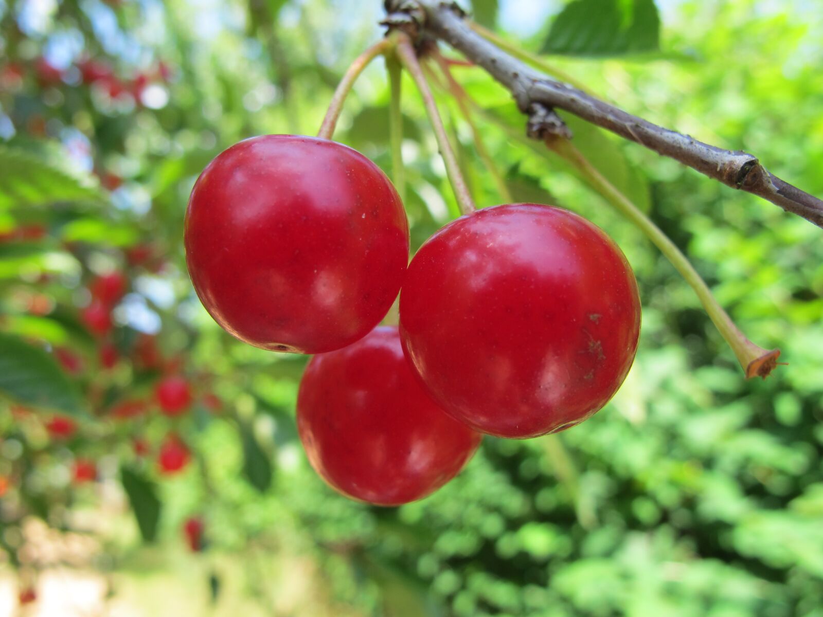 Canon PowerShot G11 sample photo. Cherries, fruit, garden photography