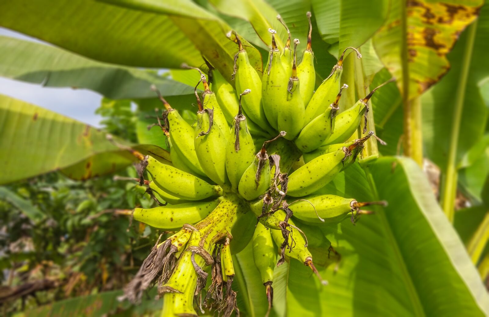 Xiaomi MI3 sample photo. Fruit, banana, tree photography