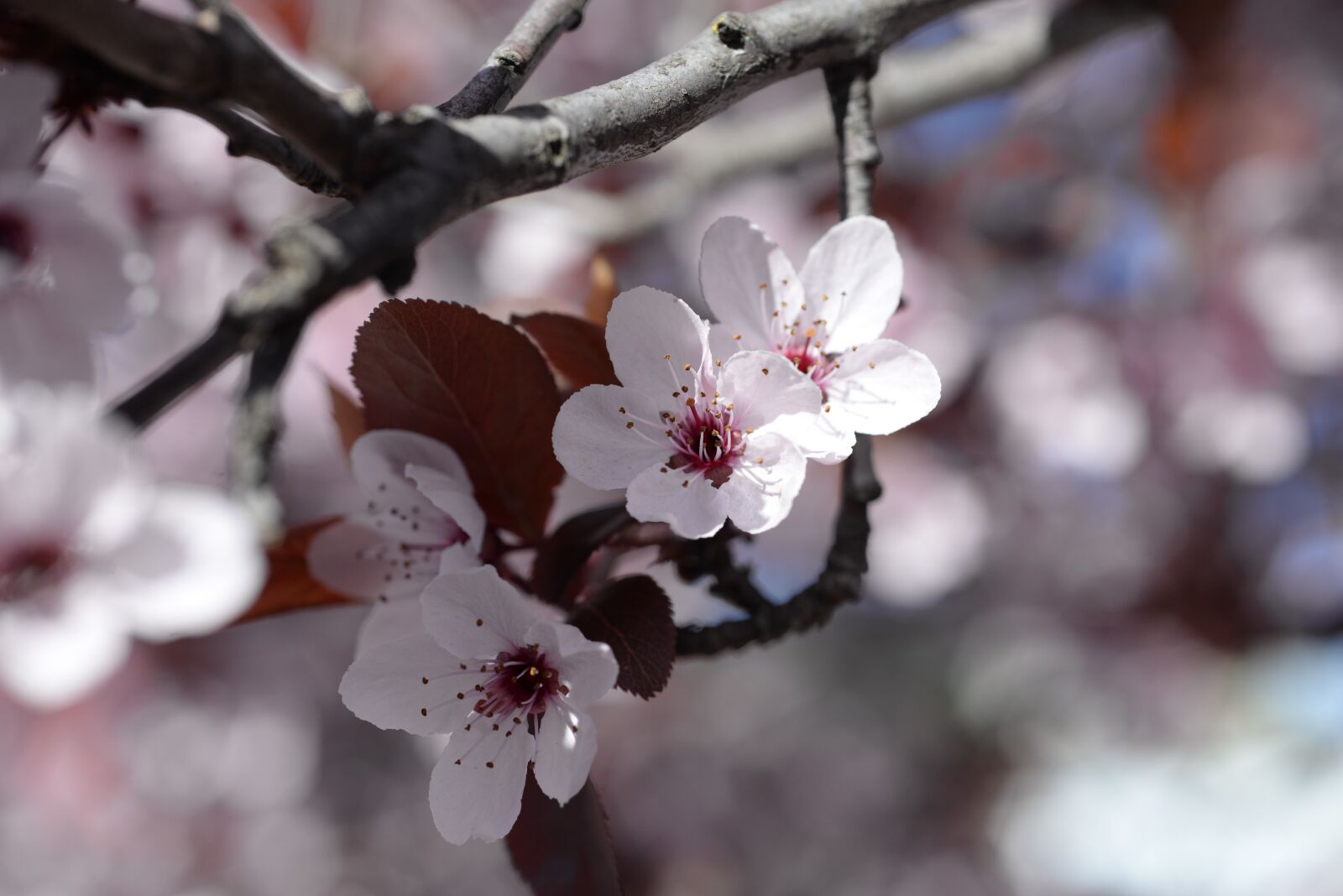 Nikon D610 sample photo. Flowers, spring, tulips photography
