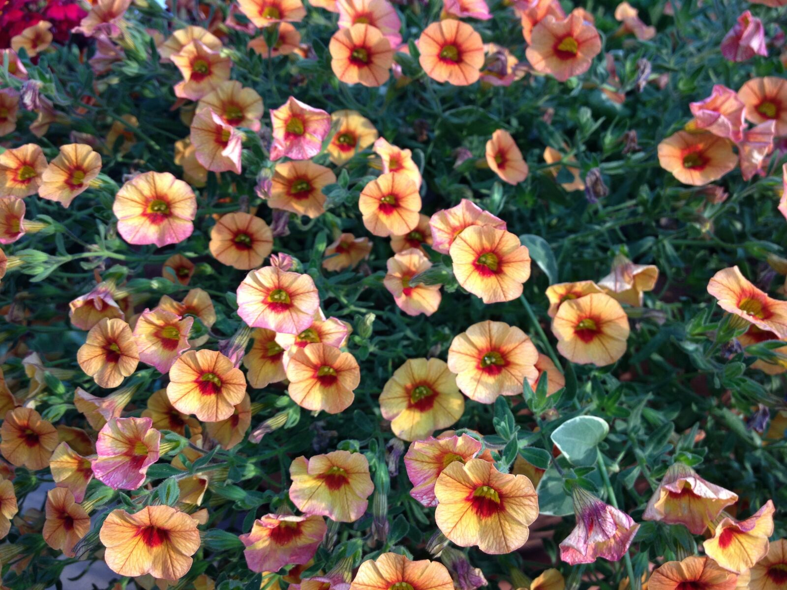Apple iPhone 4S sample photo. Flower garden, gardening, flowers photography