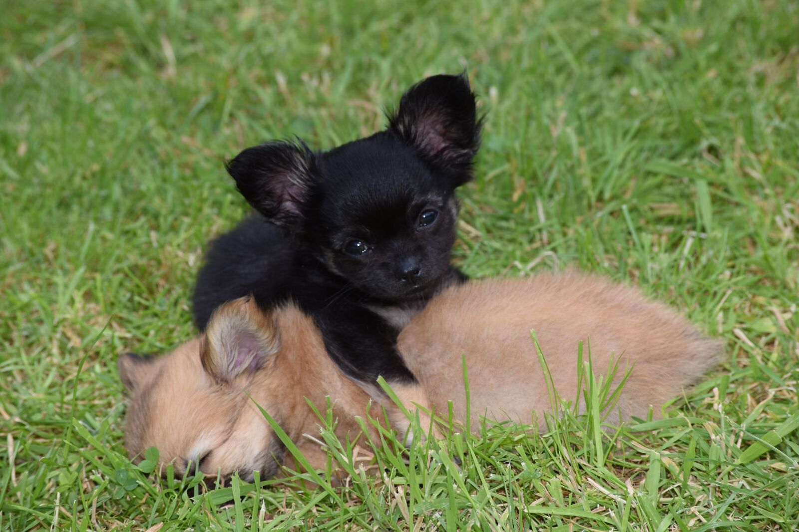 Nikon D5500 sample photo. Cute, grass, mammal photography