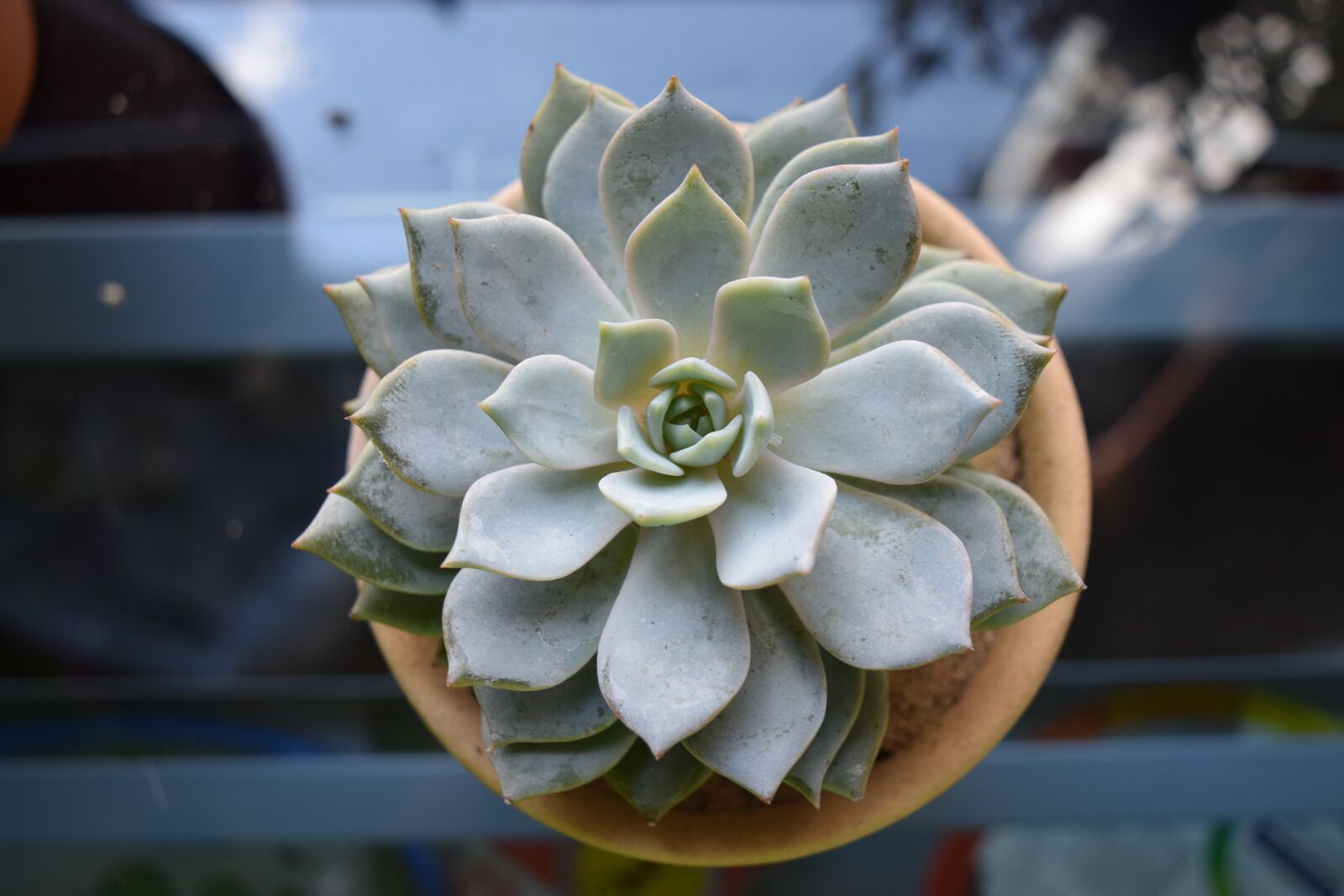 Nikon D3300 sample photo. Succulent, plant, potted photography